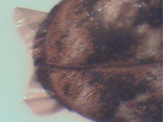 Dermestidae : Anthrenus museorum?